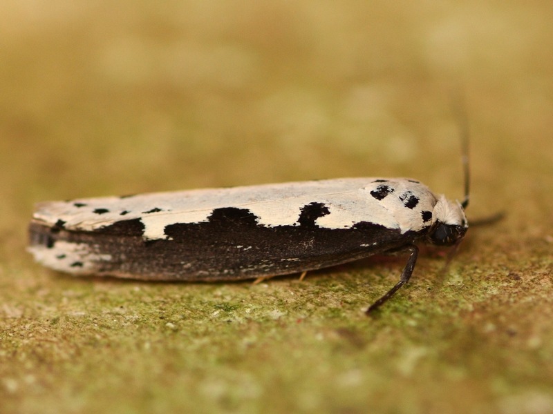 Ethmia bipunctella Elastichidae